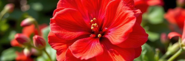 Kwiat, Grafika AI, Zbliżenie, Czerwony