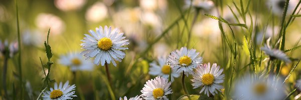 Stokrotki, Kwiaty, Białe, Grafika AI, Trawa