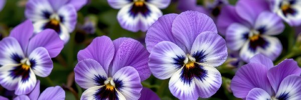 Zbliżenie, Biało-fioletowe, Bratki