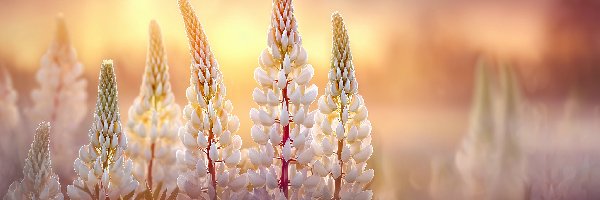 Białe, Grafika AI, Kwiaty, Łubin