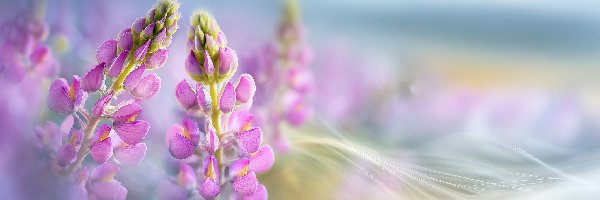 Różowe, Grafika AI, Kwiaty, Łubin