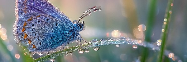 Grafika AI, Trawa, Źdźbło, Modraszek, Motyl, Rosa, Krople