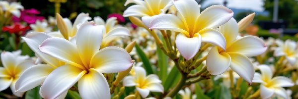 Biało-żółte, Grafika AI, Kwiaty, Plumeria