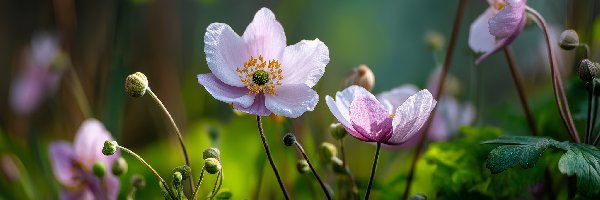 Różowe, Grafika AI, Kwiaty, Zawilce japońskie