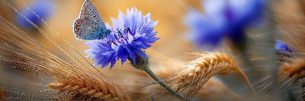 Kłosy, Kwiaty, Grafika AI, Modraszek, Zboże, Niebieskie, Motyl, Chabry