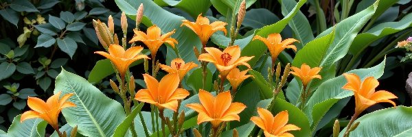 Lilie, Liście, Duże, Pomarańczowe