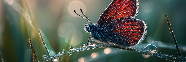 Grafika AI, Źdźbło, Trawa, Owad, Motyl, Rosa, Krople