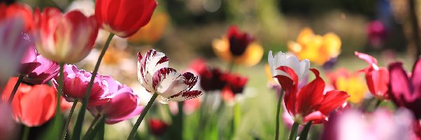 Kwiaty, Tulipany, Różnokolorowe