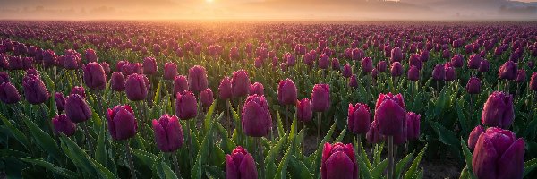 Mgła, Tulipany, Wschód słońca, AI, Plantacja, Pole