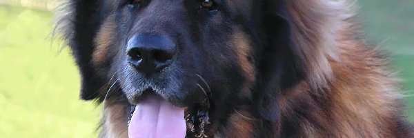 Leonbergera, Morda