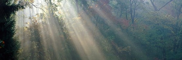 Trawa Przebijające Światło, Las