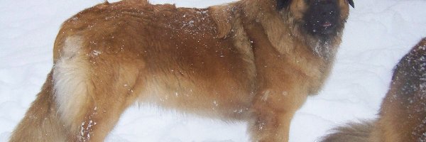 śnieg, Leonberger