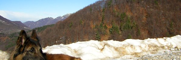 Krajobraz, Owczarek belgijski Tervueren