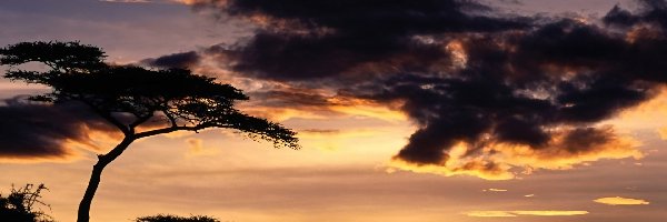 Drzewo, Chmury, Zachód Słońca