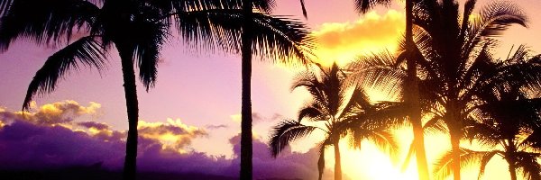 Zachód Słońca, Palmy, Hawaje