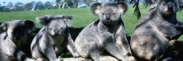 Koala, Misie