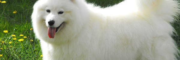 Samojed, duży, piękny