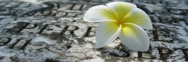 Plumeria, Biała