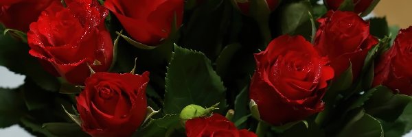 Róże, Czerwone, Ciemno