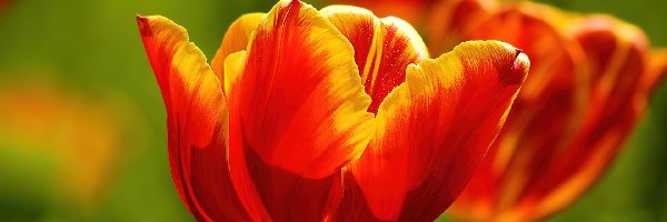 Tulipany, Czerwonożółte, Dwa