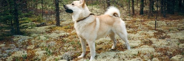 las, Norsk Buhund