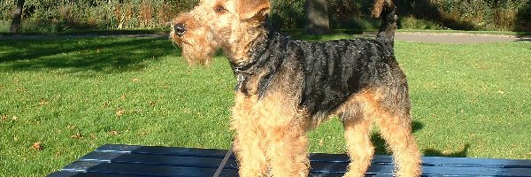 ławka, niebieska, Lakeland Terrier