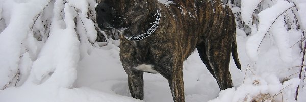 Zima, Śnieg, Perro de Presa Canario