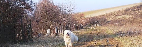 droga, Owczarek węgierski Kuvasz