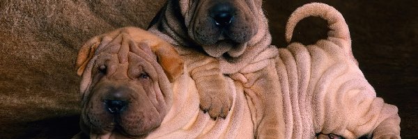 Shar Pei, słodkie, dwa