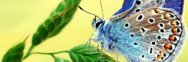 Motyl, Trawa, Modraszek ikar, Kolorowy