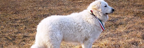 Owczarek węgierski Kuvasz, biały, Dorosły