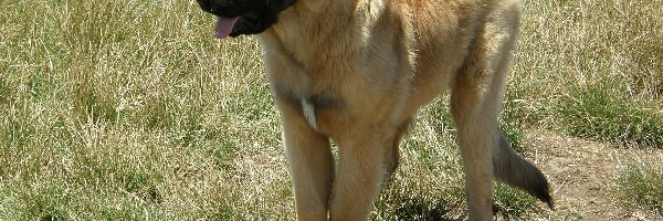 Leonberger, Szczeniak