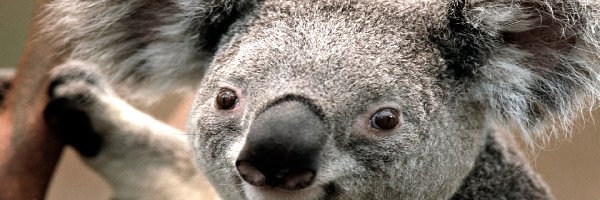 Koala, Uszy, Nos, Miś