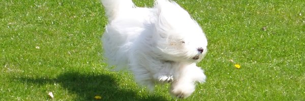 Coton de Tulear