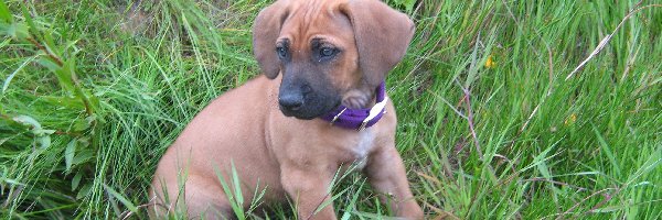 szceniak, trawa, Rhodesian ridgeback, słodki