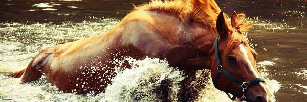 Woda, Koń