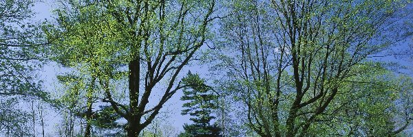 Drzewa, Zieleń, Wiosenna