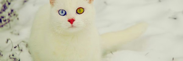 Oczy, Różnokolorowe, Kot