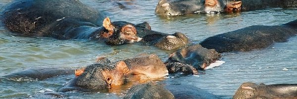 Woda, Hipopotamy