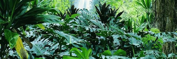 Jungla