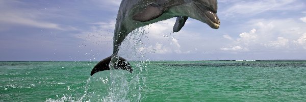 Wyskok, Woda, Delfin