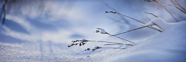 Roślinki, Śnieg, Zima