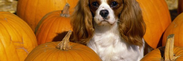 dynie, King Charles Spaniel