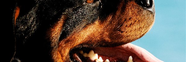 Rottweiler, Morda