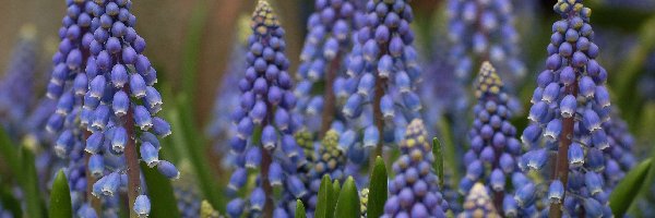 Muscari