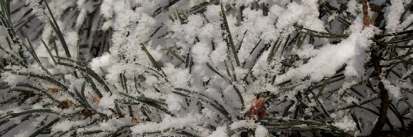 Śnieg, Igły, Iglak