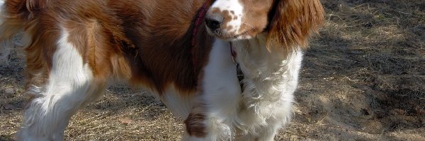 umaszczenie, rudo-białe, Springer spaniel walijski