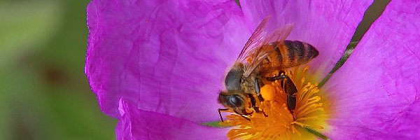 Kwiat, Fioletowy, Pszczoła