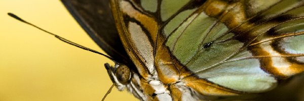 Zbliżenie, Motyl