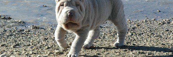 kamienie, woda, Shar Pei